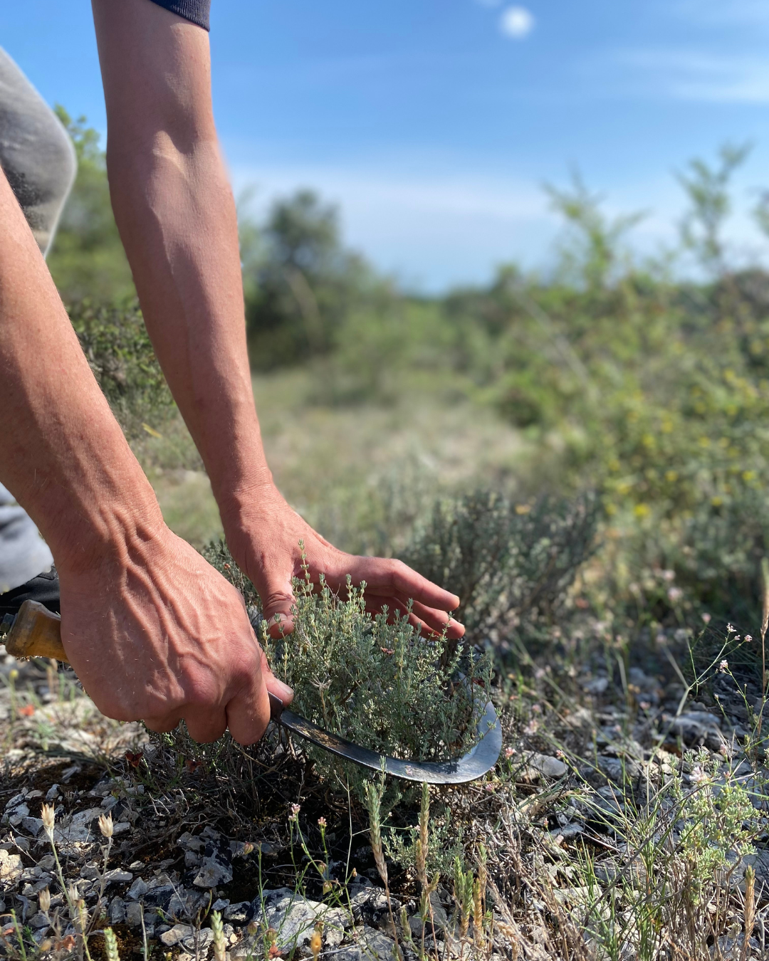 Le thym sauvage est récolté en pleine garrigue dans le sud de la France