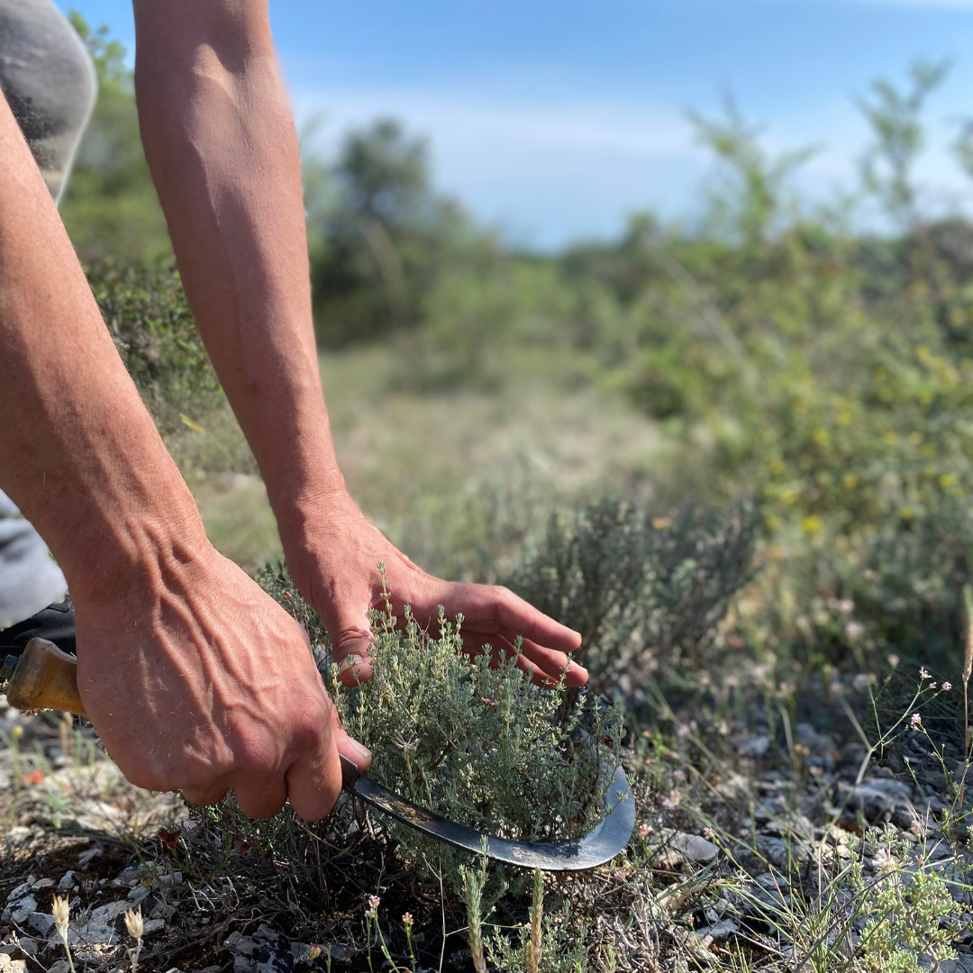 Plantes sauvages récoltées à la main dans le sud de la France